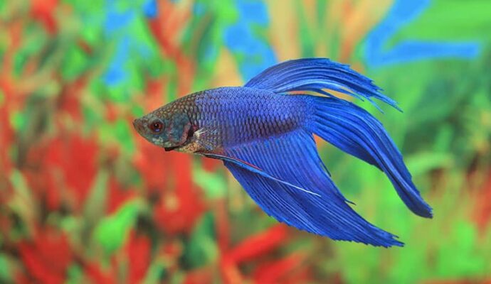 Betta fish