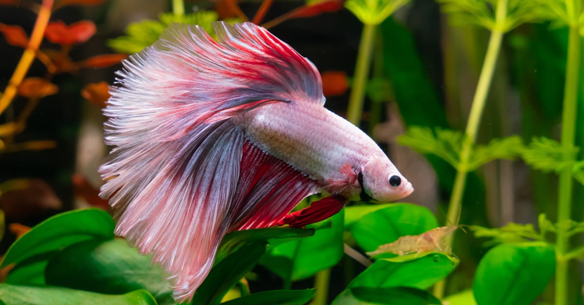 Care Instructions for Betta Fish