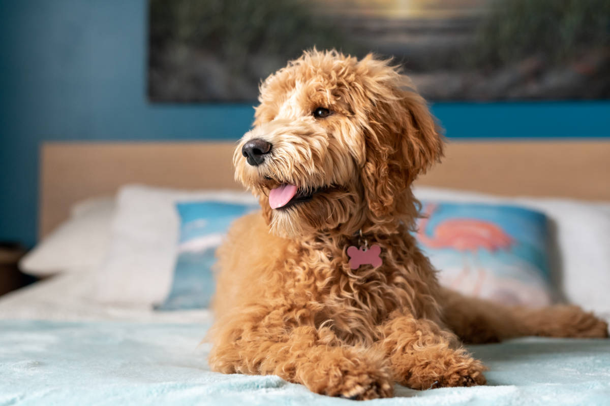 9 interesting Facts about Goldendoodle Dog Breed – 2023 Review: