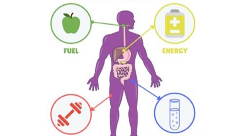 Understanding Metabolism