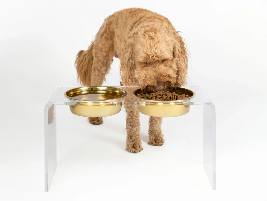 Single Elevated Dog Bowls: A Calmer, Cleaner Way to Feed Your Dog